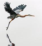 Heron In Foggy Flight_24427